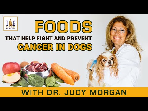 Foods That Help Fight and Prevent Cancer in Dogs │ Dr. Judy Morgan Deep Dive