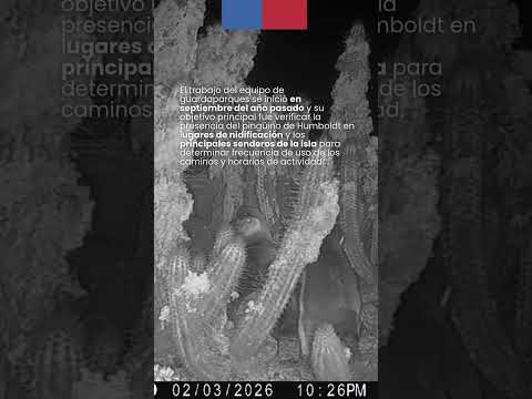 Una familia de pingüinos de Humboldt  #conaf #pingüinos #islaChañaral