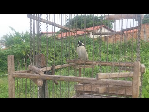 Puxada de bigodeiro no ceara bigodinho na puxada com torneiro