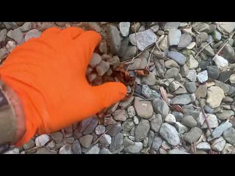 Treating the Mole Infestation with the Burrow RX in Holmdel, NJ