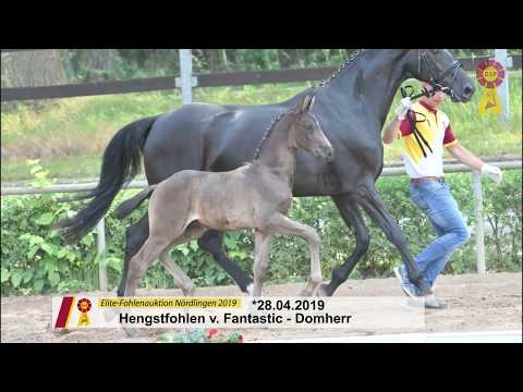 Fohlen von Fantastic x Domherr
