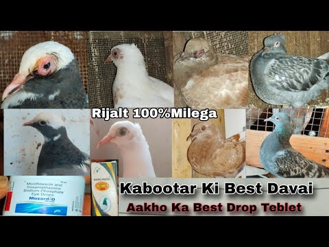 Kabootar Ki Aakh ka Best Davai || Aakho Ka Best Drop Tablet Pigeons 2024