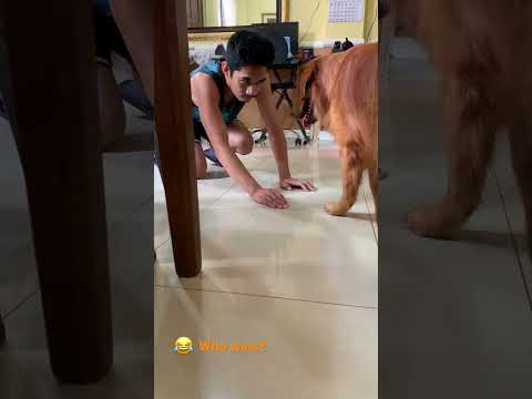 My hunting mode is ON | Azra the Golden Retriever