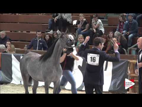 N.16 WANILLA SKY - Wels 2016 - Yearling Fillies (Class 1B)