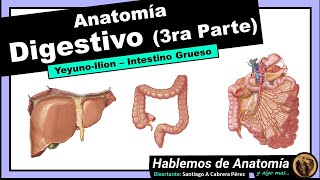 🔴 #18👉 ANATOMÍA 🟩 Digestivo - 3ra Parte 🟪