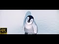 Happy Feet 2006 Theatrical Trailer 5 1 4K FTD 1365
