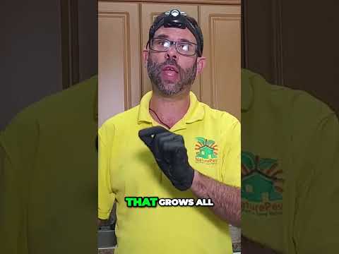 Discover the Hidden World of German Roaches