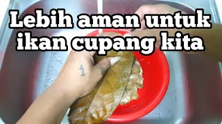 Download lagu Cara mengolah daun ketapang untuk ikan cupang mp3
