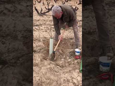 Cómo injertar una viña