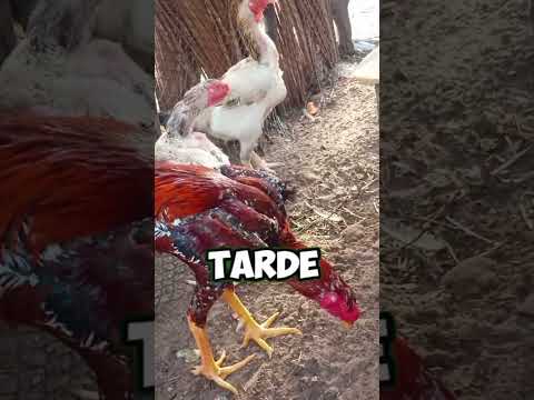 Criatorio ig tio San Pindoretama Ceará Baia da linhagem mil flores.  Reprodutor.