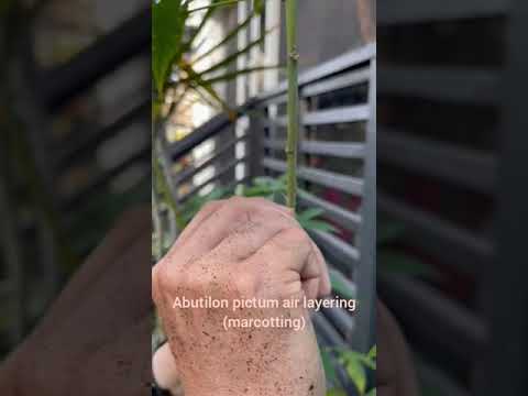 Abutilon Pictum Air Layering (or marcotting)
