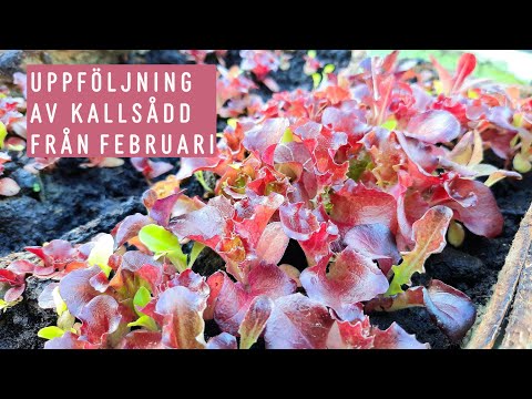 Vintersådd/Kallsådd: sallad, broccoli, rödkål, lök, spenat, persilja. Hur gick det i april?