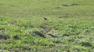 Prairie Dogs in the Badlands of South Dakota