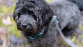 Havanese Nutrition: Feeding Your Dog for Optimal Health