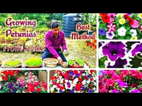 Growing and transplanting of petunia seedlings in the most p...