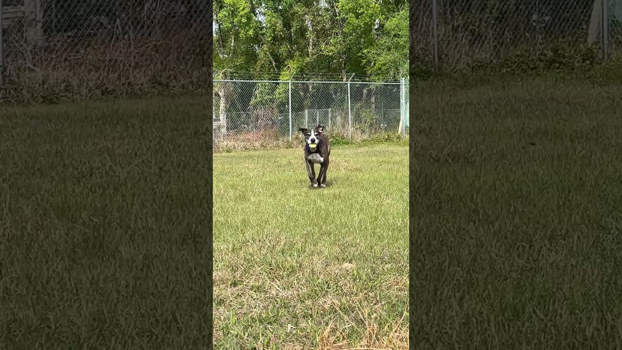 Enlarge Kora, a Adoptable mixed breed in Sarasota, FL video 6/6
