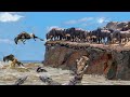 Incredible The Wildebeest S Dangerous Migration Journey Through Crocodile Swamp Animal Planet