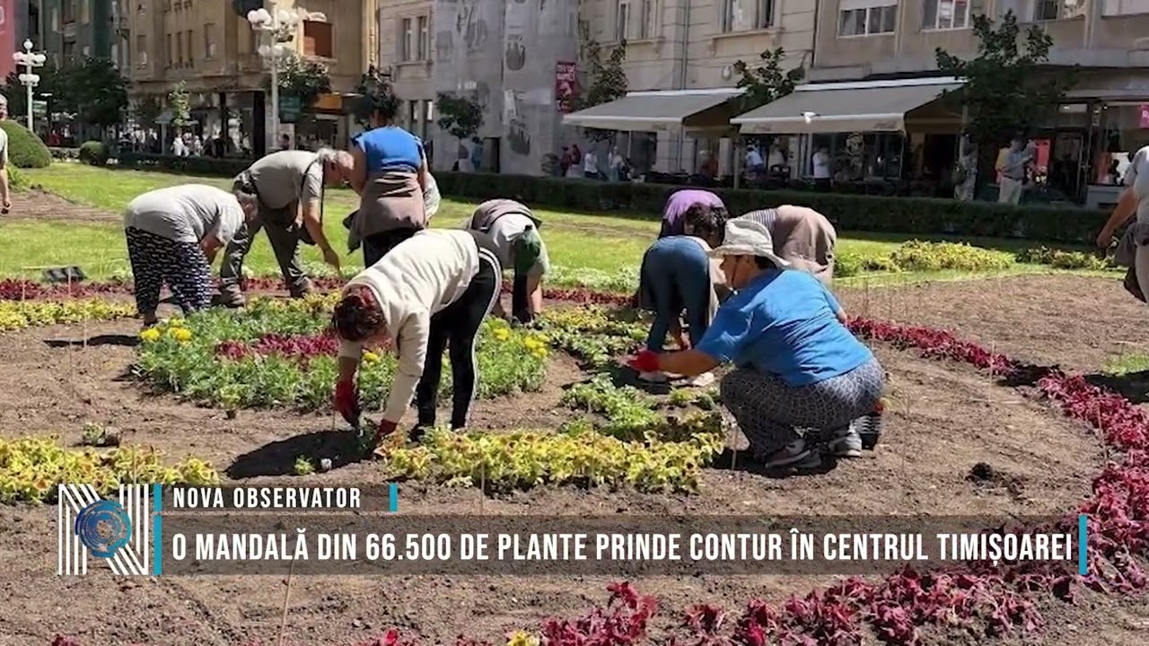O mandală din 66.500 de plante prinde contur în centrul Timișoarei
