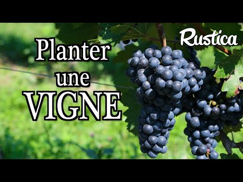 , title : 'Comment réussir la plantation d’une vigne ?'
