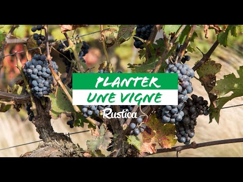 Comment réussir la plantation d’une vigne ?