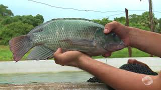 Nova técnica permite criação de peixes com economia