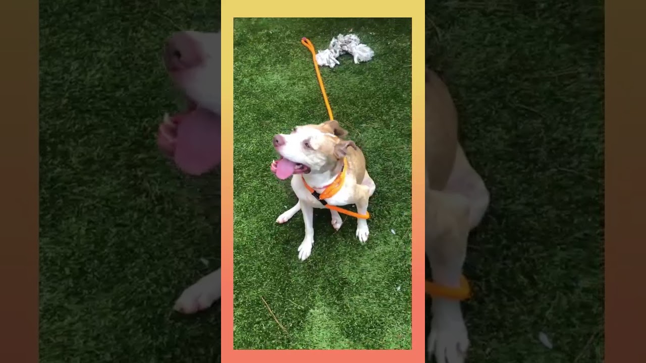 Enlarge Taryn, an adoptable mixed breed in Kennesaw, GA video 6/6