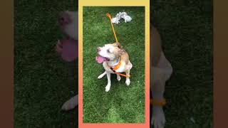 Video preview image #1 Boxer-Unknown Mix Puppy For Sale in Kennesaw, GA, USA