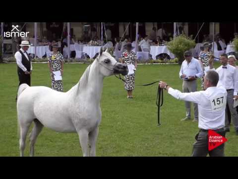 N.157 JALICIA DE NAUTIAC - Ströhen 2017 Int B-Show - 10 Years and Older Mares (Class K)