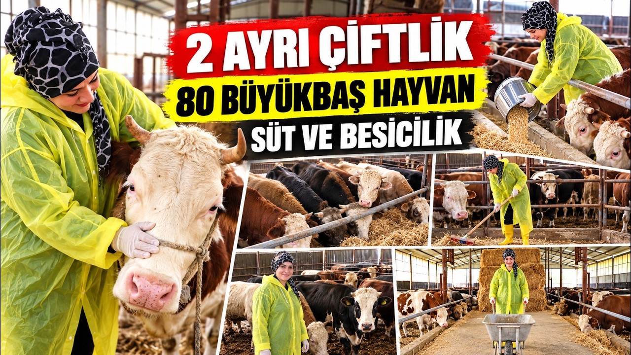 Tek hayvanla başladığı hayvancılıkta iki işletmenin sahibi oldu