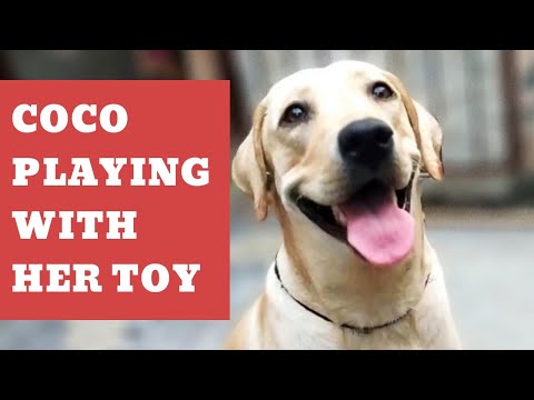 Labrador Coco playing 🐕 coco fighting for her toy🐶funny dog🐾 #dogvideos #dogs #labrador #dogplaying