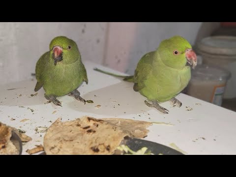 Mithu ki Masti ho rahi hai | AC Parrot 