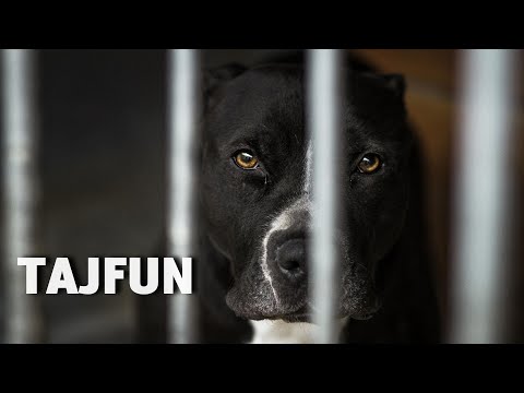 AMSTAFF TAJFUN - FIRST WALK WITH THE DOG AFTER MANY MONTHS IN A KENNEL
