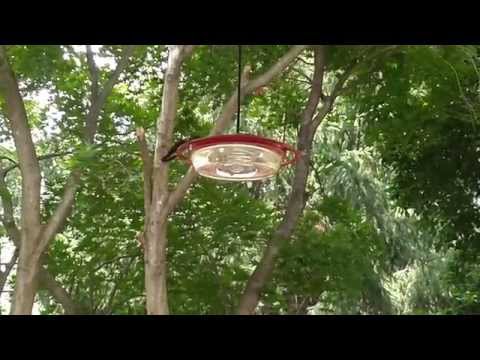 Juvenile Ruby Throated Hummingbird