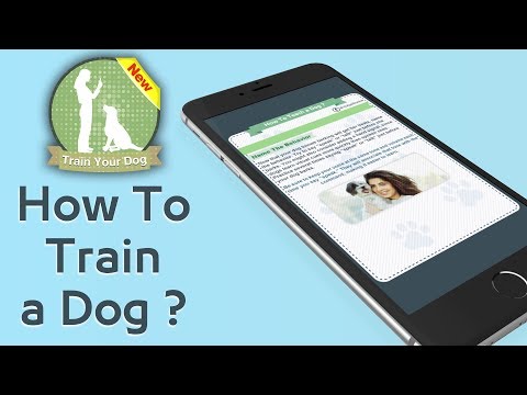 How To Teach a Dog Video