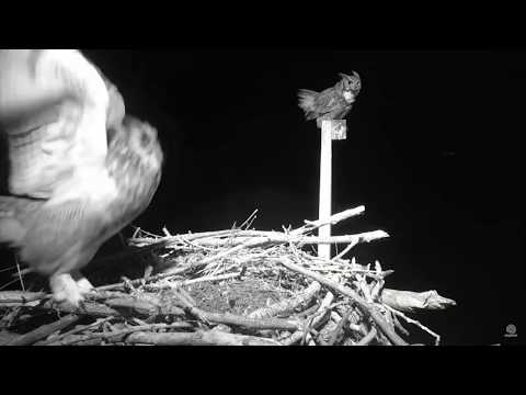 Great Horned Owl Pair 5Feb Mating #1