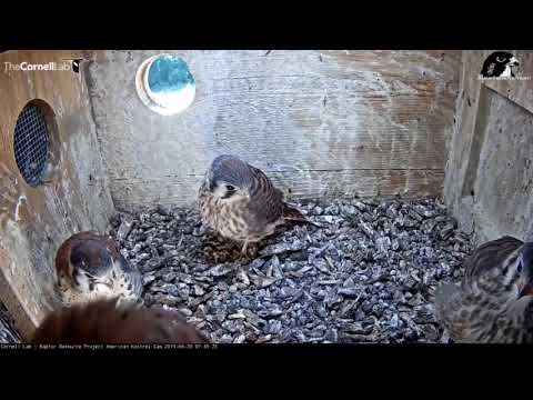 Cornell Kestrel Cam - Kestrel delivery 6.20.19