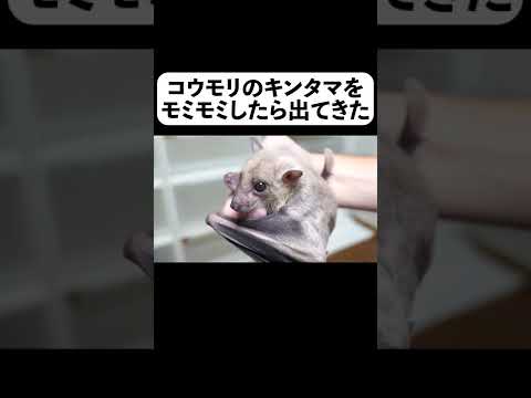 発見: 老化しないコウモリ