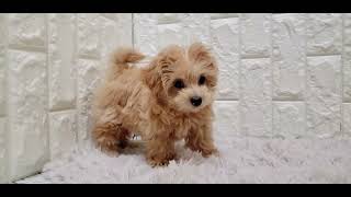 ハーフ犬の動画01