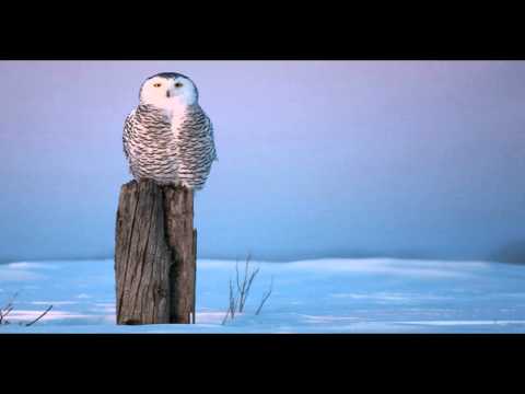 Arthur Deep & Oleg Zubkov - Labyrinths Of Night