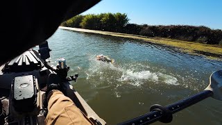 Bass Chasing the Chatterbait | CA, Delta