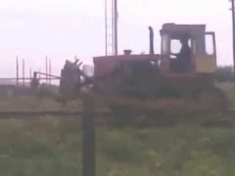 тУРИЙСКАЯ КУКУШКА