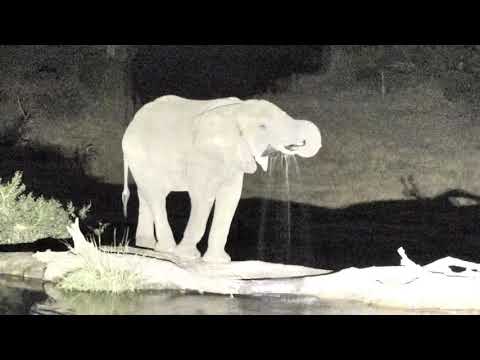 Djuma: Lone bull Elephant enjoying a drink - 19:46 -  08/26/18