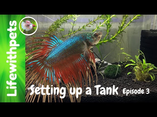 How to Set Up a New Betta Fish Tank (Episode 3)