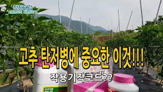 고추 탄저병 이것하나는 꼭 확인해야되는 작용기작코드 농약추천!