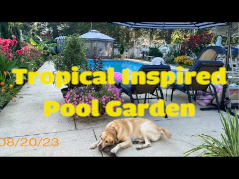How to Transform a Backyard Into a Tropical Paradise / Tips and Garden Tour / Maryland Zone 7a