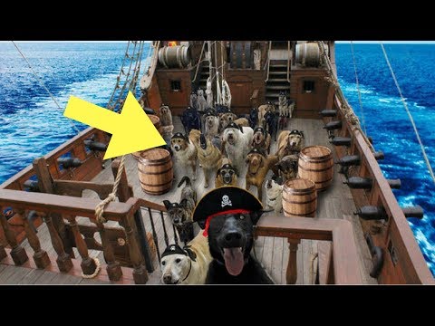 Epic Dog 'Selfie' Is The Happiest Thing You'll See All Day - viral video!