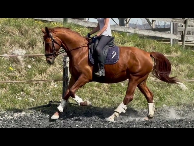 Jument SF polyvalente