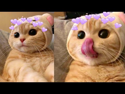 Best Funny Animal Videos Of The 2022 🤣 - Funniest Cats And Dogs Videos #shorts #cat #video