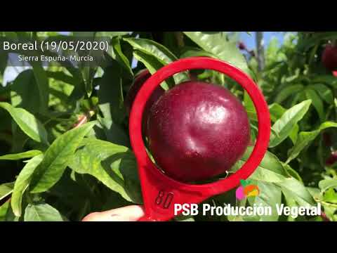 PSB BOREAL | BETA FİDAN