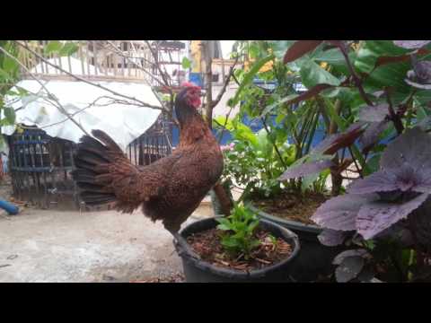 download lagu mp3 mp4 Ayam Ketawa Betina, download lagu Ayam Ketawa Betina gratis, unduh video klip Ayam Ketawa Betina